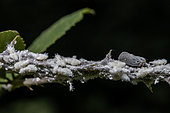 Citrus flatid planthopper (Metcalfa pruinosa), adult and nymphs on bramble (Rubus sp.), stem, Vaucluse, France