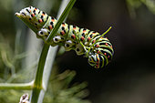 Old World swallowtail (Papilio machaon) caterpillar feeding on Fennel (Foeniculum vulgare), Vaucluse, France
