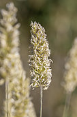Somerset hair grass (Koeleria vallesiana) spikes, Gard, France