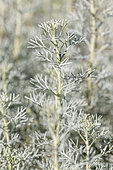 White mugwort (Artemisia alba)