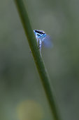 Blue damselfly (Coenagrion sp.) behind stem, Bouches-du-Rhone, France