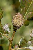 Oak artichoke gall on Pedunculate oak (Quercus robur) in july, Vaucluse, France