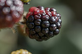 Mûre sauvage (Rubus sp.) en cours de mûrissement en juillet, Vaucluse, France