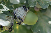Black ants (Formicidae sp.) tending Aphids on acorn cups of Pedunculate Oak (Quercus robur), Vaucluse, France