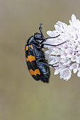 Blister beetle (Mylabris variabilis) on Scabious (Scabiosa sp.), Bouches-du-Rhone, France