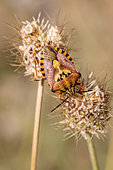 Shield bug (Carpocoris pudicus) on Scabious (Scabiosa sp.), Bouches-du-Rhone, France