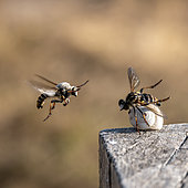 Courting Robber flies (Heteropogon sp.), Bouches-du-Rhone, France