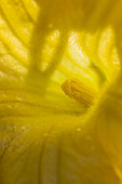 Zucchini (Cucurbita pepo) male flower