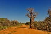 Perrier's Baobab (Adansonia perrieri) tree, Savannah, southwestern Madagascar