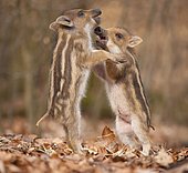 Wild boar (Sus scrofa), two piglets play-fighting, captive, Saxony, Germany, Europe