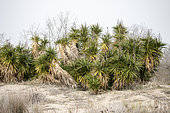 Yuccas (Yucca sp.) growing on fixed sand dune, Le Grau-du-Roi, Gard, France