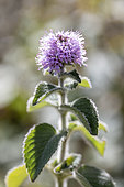 Water mint (Mentha aquatica), Cotes-d'Armor, France