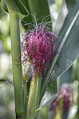 Corn silk on a growing ear of Corn (Zea mays), Cotes-d'Armor, France