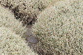 Sea purslane (Halimione portulacoides) growing in salt marsh, Sables-d'Or-les-Pins, Cotes-d'Armor, France