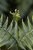 Bracken fern (Pteridium aquilinum) leaf detail, Gers, France
