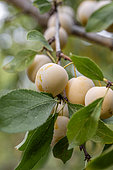 Mirabelle plums on the tree, Gers, France