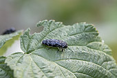 Jewel beetle (Coraebus rubi) on Raspberry (Rubus idaeus) leaf