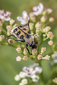 Eurasian bee beetle (Trichius gallicus) on Danewort (Sambucus ebulus), Gers, France