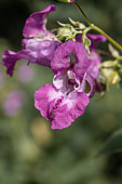Himalayan balsam (Impatiens glandulifera) flowers, Gers, France