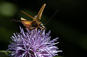 False blister beetle (Oedemera podagrariae) female taking off from flower, Cotes-d'Armor, France