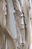 Tasmanian Blue Gum (Eucalyptus globulus) peeling bark on tree trunk, Cotes-d'Armor, France