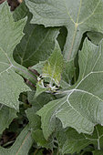 Yacon (Smallanthus sonchifolius) leaves in august