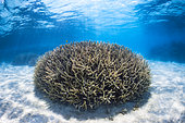 Ball shaped coral (Acropora sp) in the lagoon of Mayotte.