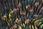 Detail of a coral of the genus Echinophyllia or Oxypora, Mayotte