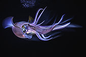 Bigfin reef squid (Sepioteuthis lessoniana), Mayotte
