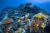 Hawksbill turtle (Eretmochelys imbricata) in the S. pass, Mayotte