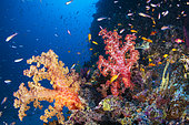 Coloured soft corals on the outer wall south east of the island, Mayotte