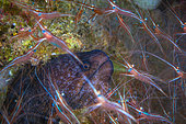 Narwhal shrimp (Plesionika narwhal) swarming around a moray eel at 70 metres depth, Mayotte