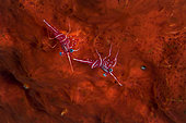 Hingebeak shrimp (Rhynchocinetes durbanensis) on red sponge, Mayotte