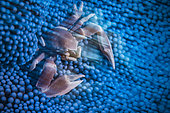 Anemone crab (Neopetrolisthes maculatus) in its blue anemone, S Pass, Mayotte