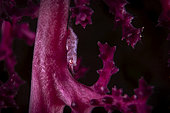 Little Gorgonian shrimp (Hamodactylus sp) on pink soft coral, Mayotte