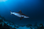 Grey reef shark (Carcharhinus amblyrhynchos) swimming above the bottom, 'Vivier' dive site, Mayotte