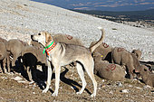 Dog equipped with an anti-wolf collar protecting a flock of sheep at mont Ventoux, Provence, France