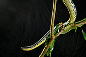 Inca Forest Pitviper (Bothrops chloromelas) on black background, Peru