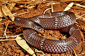 Moebius Garter Snake (Elapsoidea semiannulata moebiusi), Togo, West Africa