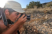 Photographer with Sonoran gopher snake (Pituophis catenifer affinis), Sonora desert