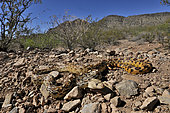 Sonoran gopher snake (Pituophis catenifer affinis), Sonora desert
