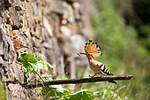 Hoopoe (Upupa epops), feeding at a nest in a dry stone wall in the Alsatian vineyard, Haut-Rhin, France