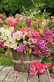 Bouquet of Sweet Peas (Lathyrus odoratus), Crops honesty (Lunaria annua), Hydrangea (Hydrangea sp), Rose (Rosa sp), Aster 'Aster sp), in the garden