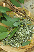 Eucalyptus: branches, dried and crushed leaves used for its benefits in infusion and inhalation
