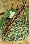 Eucalyptus: branches, dried and crushed leaves used for its benefits in infusion and inhalation, bottle of essential oil