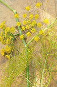 Wild fennel (Foeniculum vulgare), aromatic, purifying and revitalising plant with therapeutic qualities, aniseed flavour in cooking