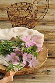 Musk mallow (Malva moschata) flowers, wild edible plant, benefits, infusion
