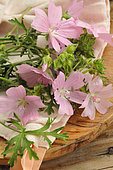 Musk mallow (Malva moschata) flowers, wild edible plant, benefits, infusion