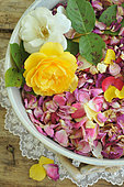 Rose petals (Rosa sp), harvested for drinking, jam or cosmetics.