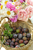 Plum (Prunus domestica), garden fruits, orchard, harvest and flower bouquet